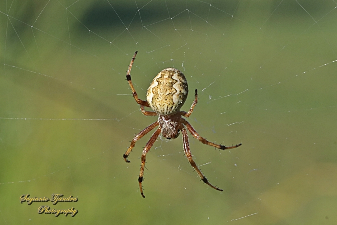 Sooty Orb-weaver Spider, Salsa fuliginata, family Araneidae  Australia,Fall,Geotagged,Salsa fuliginata,Sooty Orbweaver