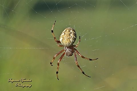 Sooty Orb-weaver Spider, Salsa fuliginata, family Araneidae  Australia,Fall,Geotagged,Salsa fuliginata,Sooty Orbweaver