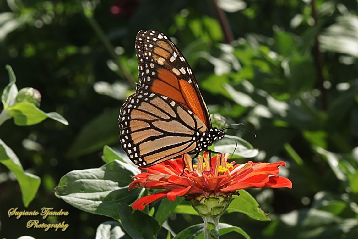 Monarch Butterfly, Danaus plexippus  Australia,Danaus plexippus,Fall,Geotagged,Monarch butterfly