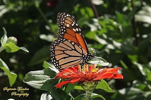 Monarch Butterfly, Danaus plexippus  Australia,Danaus plexippus,Fall,Geotagged,Monarch butterfly