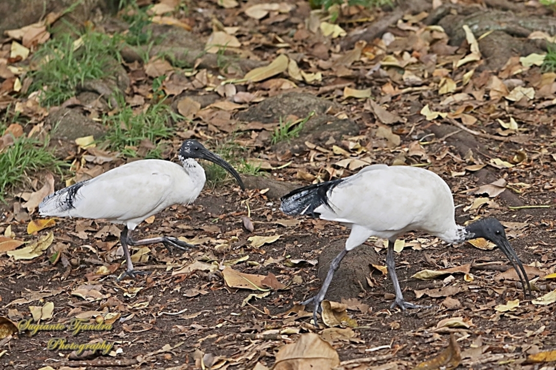 Australian White Ibis, Threskiornis molucca  Australia,Australian White Ibis,Fall,Geotagged,Threskiornis molucca