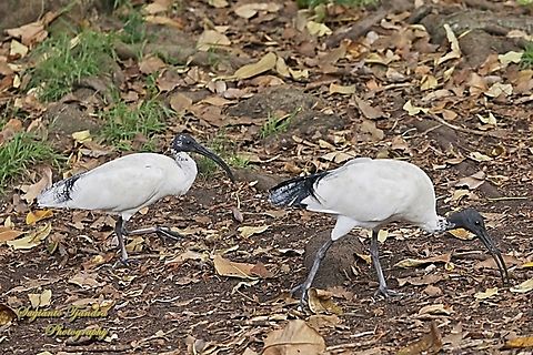 Australian White Ibis, Threskiornis molucca  Australia,Australian White Ibis,Fall,Geotagged,Threskiornis molucca