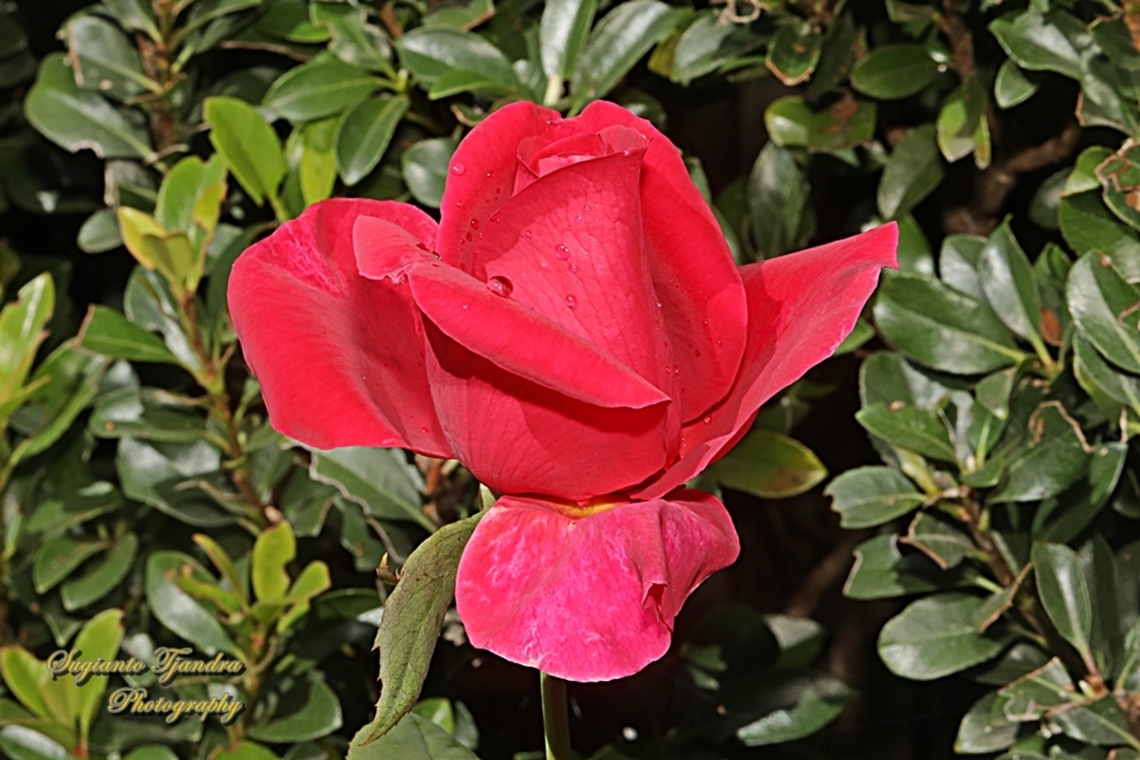 Rose flower, Rosa chinensis  Australia,China Rose,Fall,Geotagged,Rosa chinensis