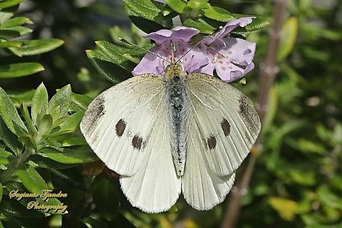 Cabbage White Butterfly, Pieris rapae, family Pieridae - upperside  Australia,Fall,Geotagged,Pieris rapae,Small White