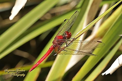 Scarlet Percher Dragonfly, Diplacodes haematodes, family Libellulidae  Australia,Diplacodes haematodes,Fall,Geotagged,Scarlet percher