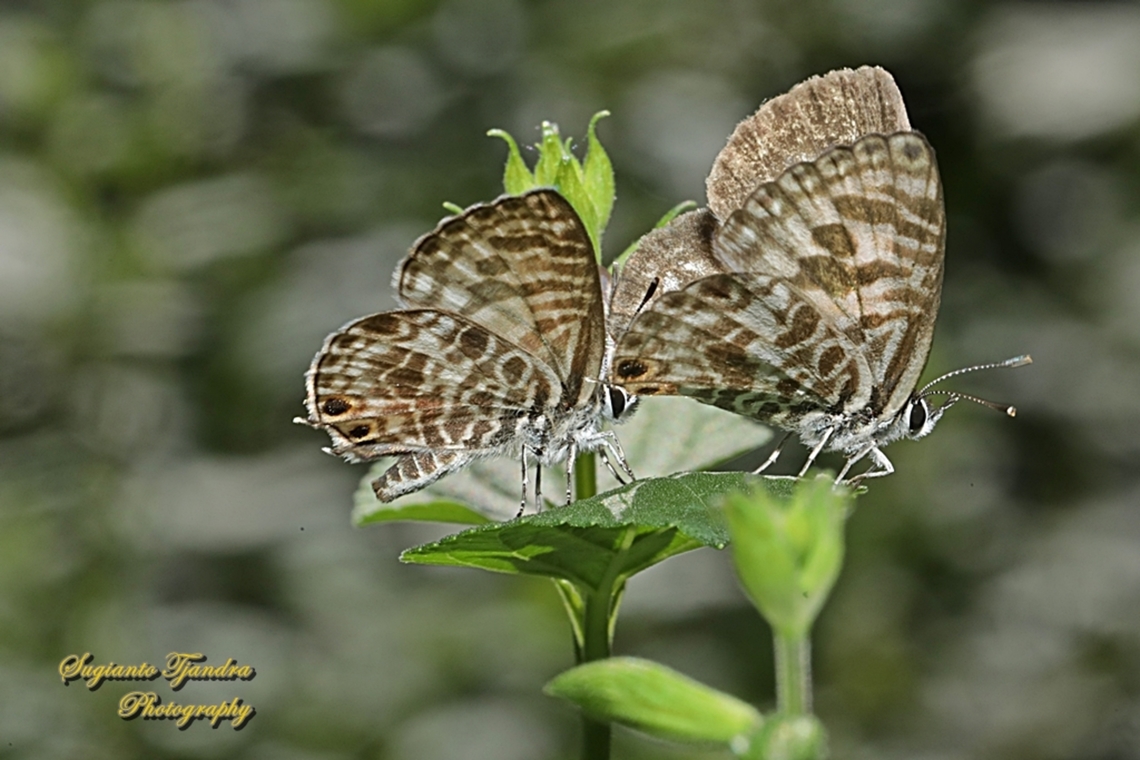 Zebra Blue, Leptotes plinius, family Lycaenidae  Australia,Fall,Geotagged,Tarucus plinius,Zebra Blue