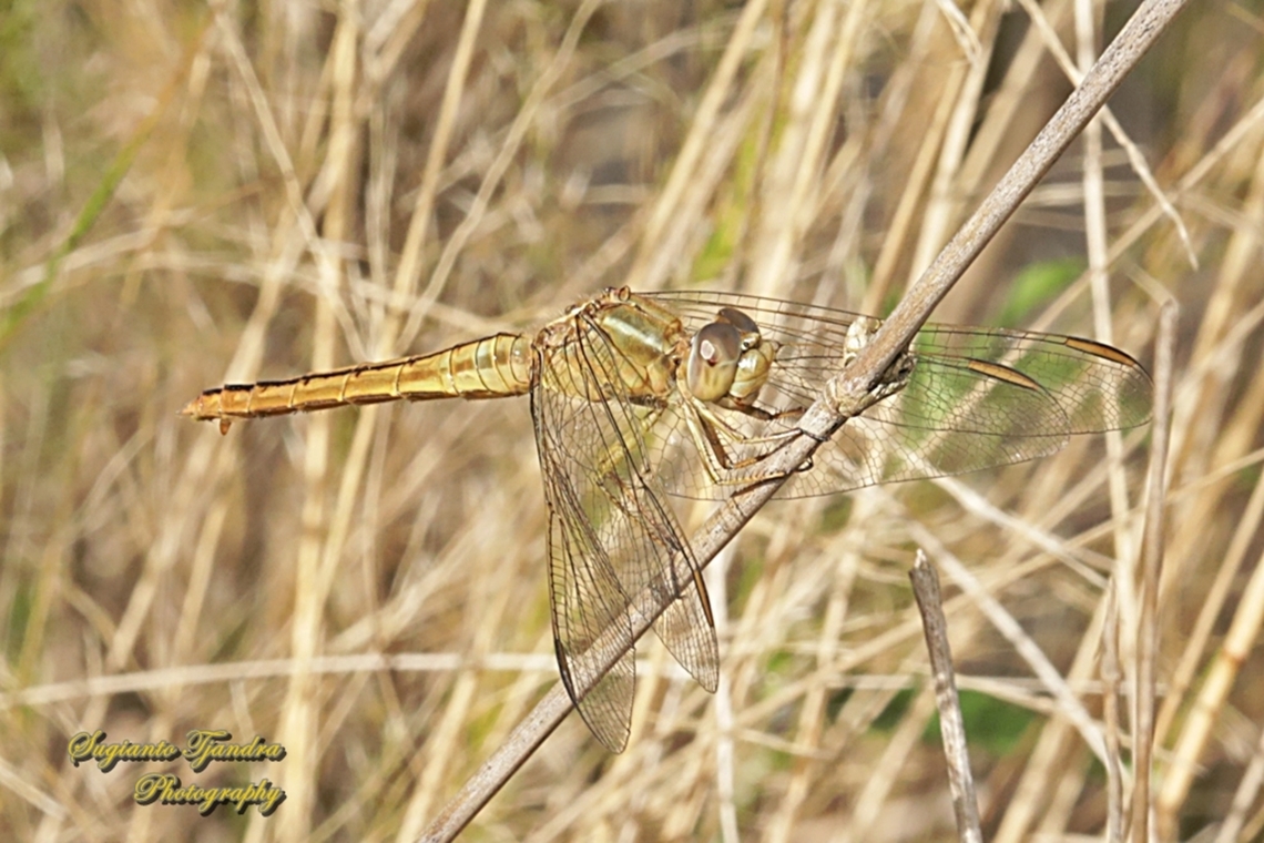 Blackheaded Skimmer, Crocothemis nigrifrons  Australia,Black-headed skimmer,Crocothemis nigrifrons,Fall,Geotagged