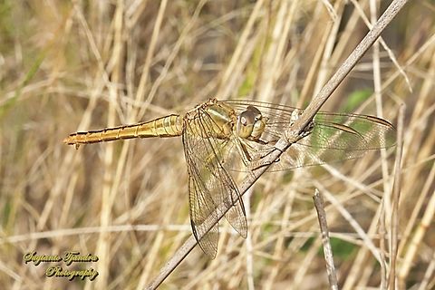 Blackheaded Skimmer, Crocothemis nigrifrons  Australia,Black-headed skimmer,Crocothemis nigrifrons,Fall,Geotagged