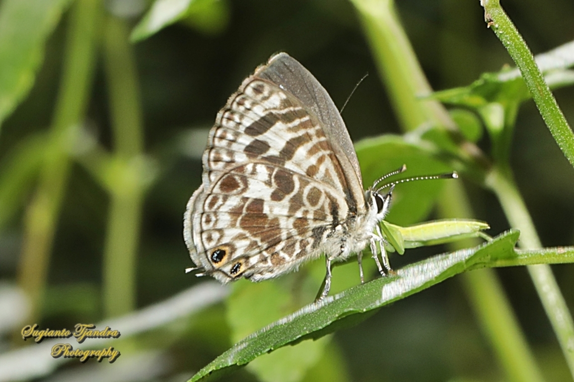 Zebra Blue, Leptotes plinius, family Lycaenidae  Australia,Fall,Geotagged,Tarucus plinius,Zebra Blue