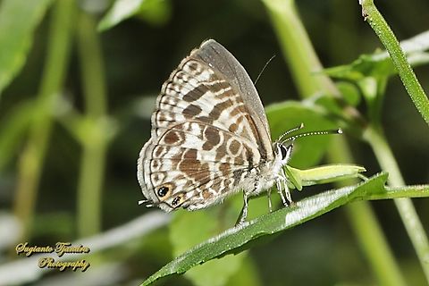 Zebra Blue, Leptotes plinius, family Lycaenidae  Australia,Fall,Geotagged,Tarucus plinius,Zebra Blue