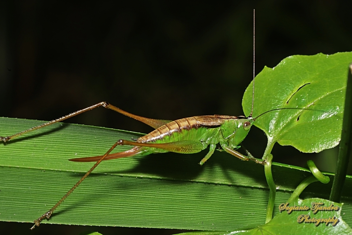 Blackish Meadow Katydid, Conocephalus semivittatus ssp semivittatus, family Tettigoniidae  Australia,Blackish meadow katydid,Conocephalus semivittatus,Fall,Geotagged