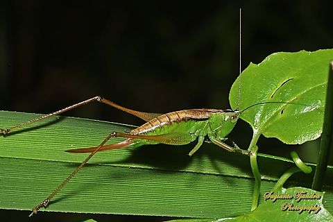 Blackish Meadow Katydid, Conocephalus semivittatus ssp semivittatus, family Tettigoniidae  Australia,Blackish meadow katydid,Conocephalus semivittatus,Fall,Geotagged