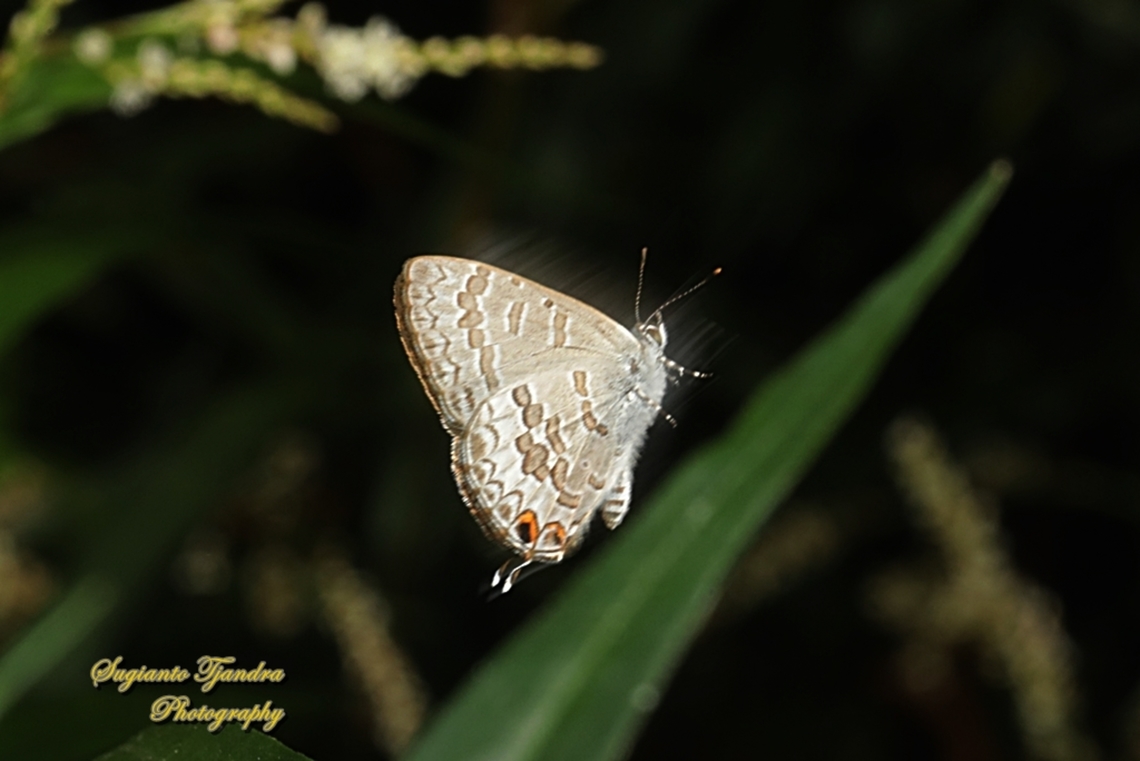 The Speckled Line-Blue butterfly, Catopyrops florinda estrella, family Lycaenidae  Australia,Catopyrops florinda,Fall,Geotagged,Speckled Line-Blue