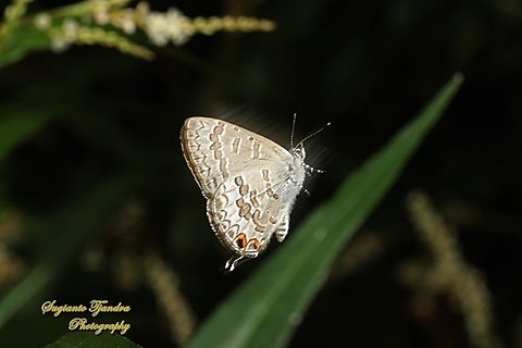 The Speckled Line-Blue butterfly, Catopyrops florinda estrella, family Lycaenidae  Australia,Catopyrops florinda,Fall,Geotagged,Speckled Line-Blue
