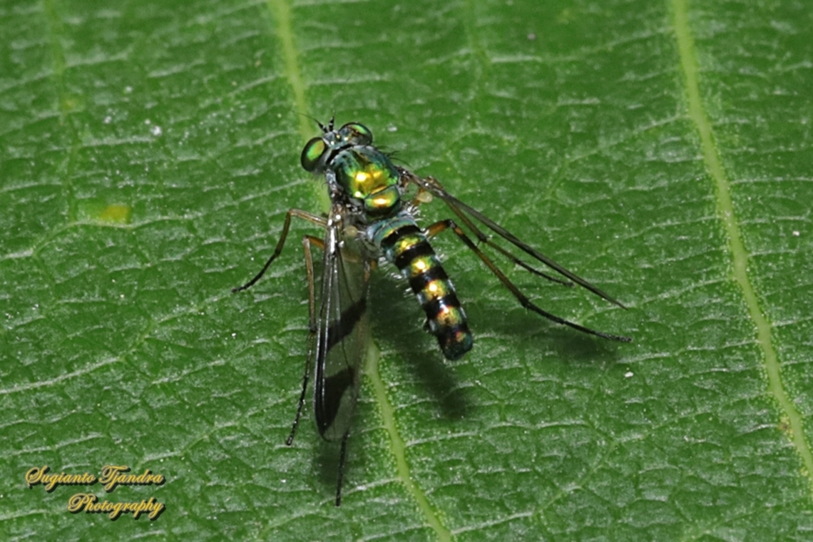 Green Long-legged Fly, Austrosciapus connexus, family Dolichopodidae  Australia,Austrosciapus connexus,Fall,Geotagged,Green long-legged fly