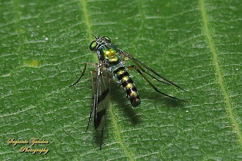 Green Long-legged Fly, Austrosciapus connexus, family Dolichopodidae  Australia,Austrosciapus connexus,Fall,Geotagged,Green long-legged fly
