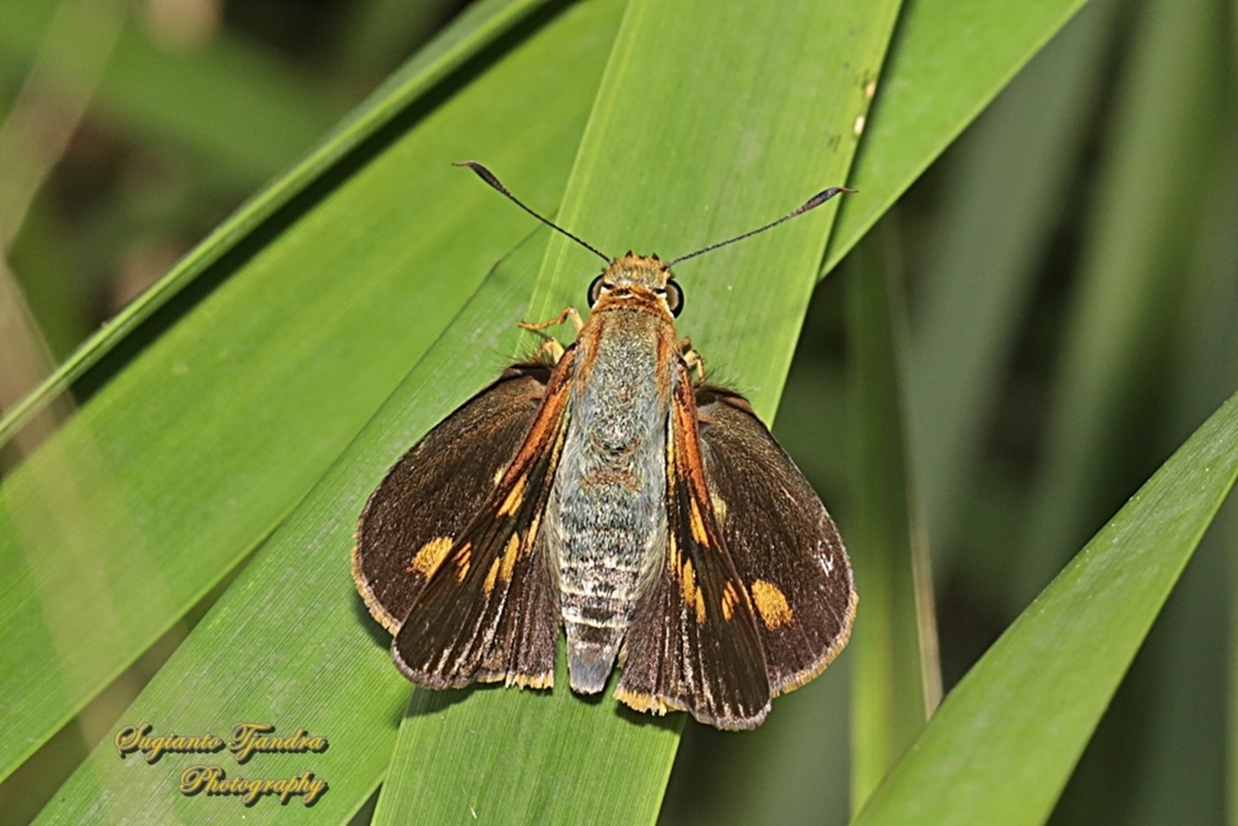 Skipper Butterfly, Orange Palm Dart, Cephrenes augiades ssp sperthias  Australia,Cephrenes augiades,Fall,Geotagged,Orange Palm Dart