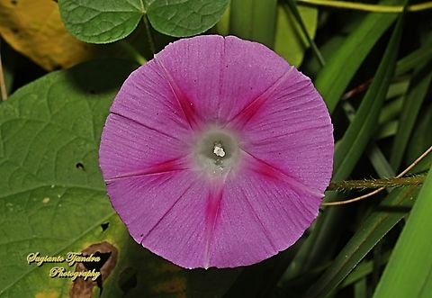 Common Morning-glory flower, Ipomoea purpurea  Australia,Common Morning Glory,Fall,Geotagged,Ipomoea purpurea