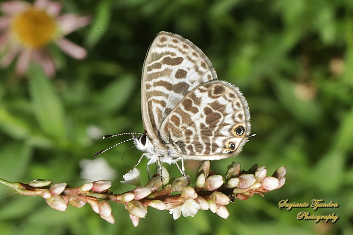 Zebra Blue butterfly, Leptotes plinius, family Lycaenidae  Australia,Fall,Geotagged,Tarucus plinius,Zebra Blue