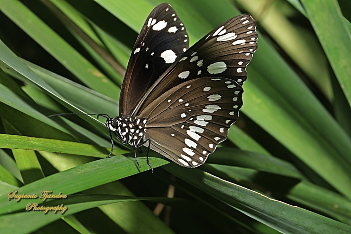 Common Crow Butterfly, Euploea core, family Nymphalidae  Australia,Common Crow,Euploea core,Fall,Geotagged