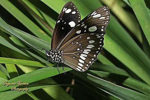 Common Crow Butterfly, Euploea core, family Nymphalidae  Australia,Common Crow,Euploea core,Fall,Geotagged