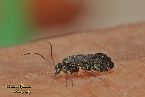 Nimbopsocus australis, family Myopsocidae  Australia,Fall,Geotagged,Nimbopsocus australis