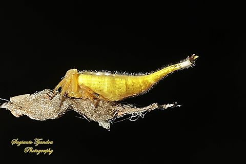 Scorpion-tailed Spider, Arachnura higginsi, family Araneidae  Arachnura higginsi,Australia,Fall,Geotagged,Scorpion-tailed Spider