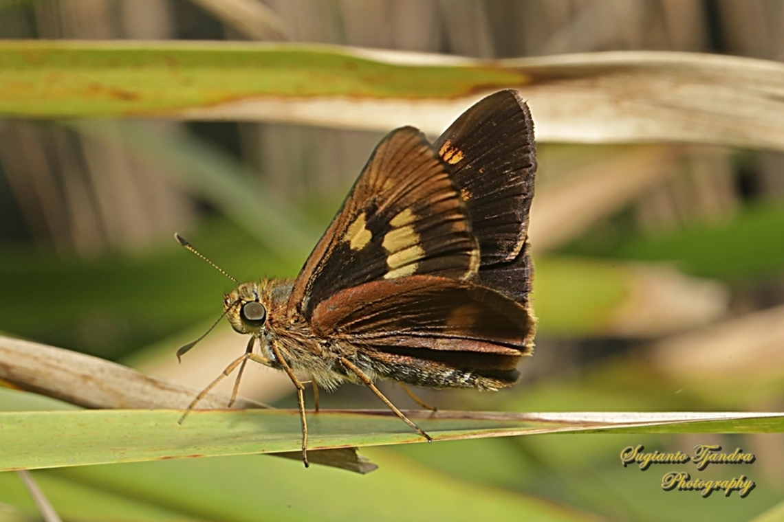 Skipper Butterfly, Orange Palm Dart, Cephrenes augiades ssp sperthias  Australia,Cephrenes augiades,Fall,Geotagged,Orange Palm Dart