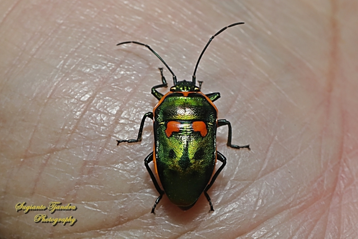Metallic Jewel Bug, Scutiphora pedicellata, family Scutelleridae  Australia,Fall,Geotagged,Scutiphora pedicellata