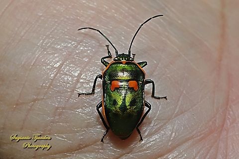Metallic Jewel Bug, Scutiphora pedicellata, family Scutelleridae  Australia,Fall,Geotagged,Scutiphora pedicellata