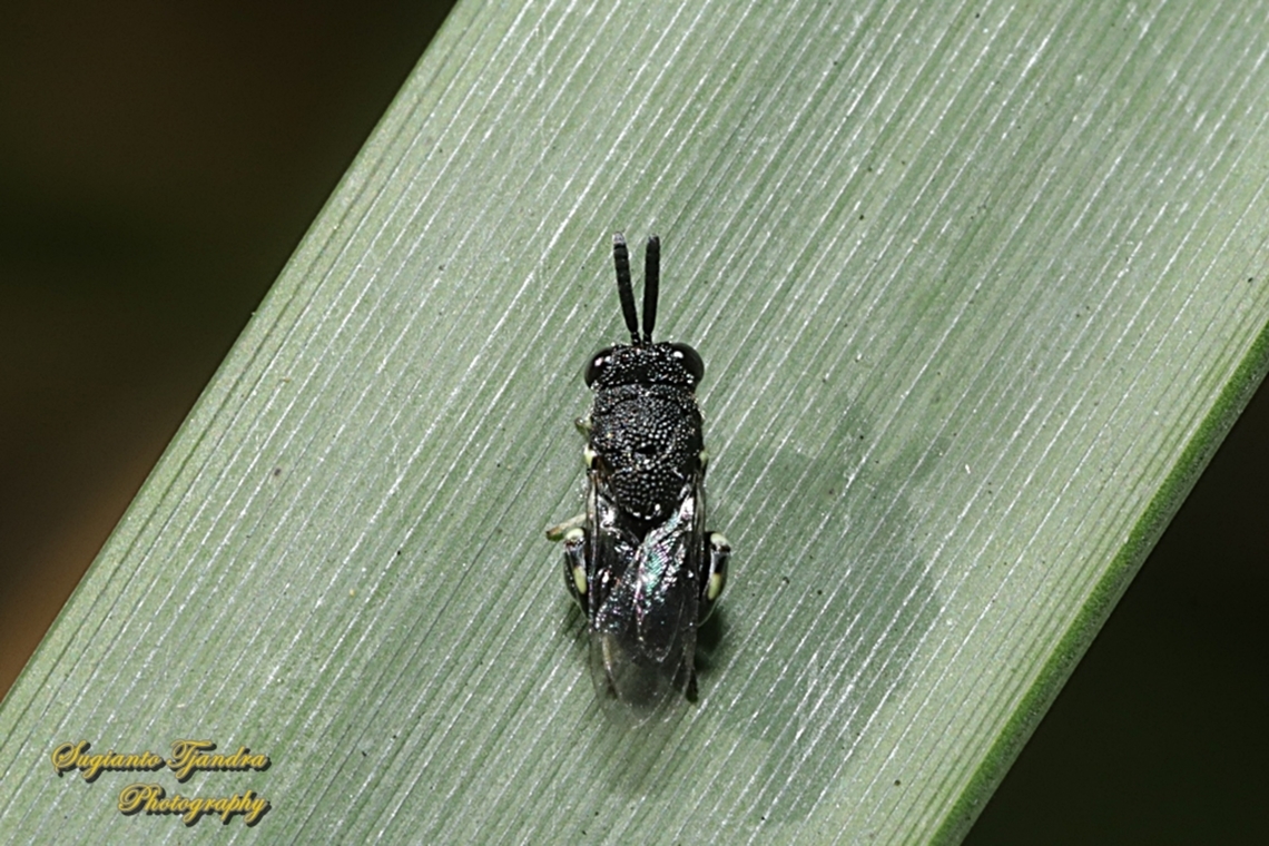 Parasitic Wasp, Brachymeria Sp., family Chalcididae  Australia,Fall,Geotagged