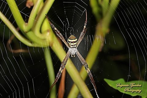 Orb-weaving Spider, Saint Andrew's Cross Spider, Argiope keyserlingi  Argiope keyserlingi,Australia,Fall,Geotagged,St Andrews Cross Spider