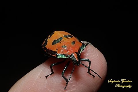 Cotton Harlequin Bug, Tectocoris diophthalmus, family Scutelleridae  Australia,Fall,Geotagged,Hibiscus Harlequin Bug,Tectocoris diophthalmus