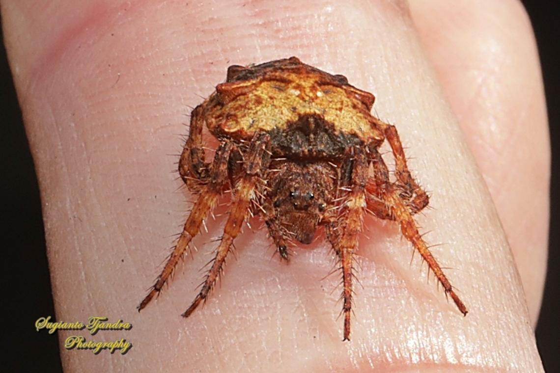 Wrap-around Spider, Dolophones Sp.  Australia,Fall,Geotagged
