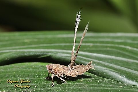 Green-face Gum Hopper nymph, Platybrachys decemmacula  Australia,Fall,Geotagged,Platybrachys decemmacula