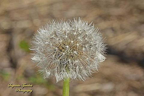 Common Dandelion, Taraxacum officinale  Australia,Common dandelion,Fall,Geotagged,Taraxacum officinale
