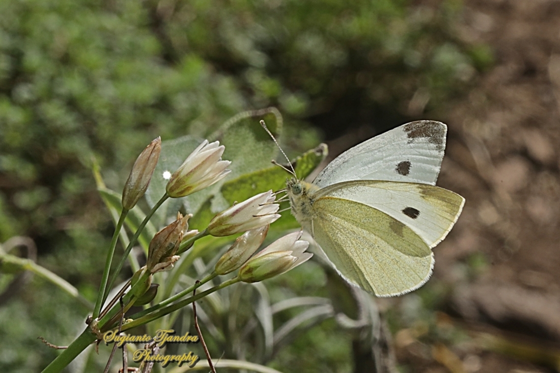 Cabbage White Butterfly, Pieris rapae, family Pieridae  Australia,Fall,Geotagged,Pieris rapae,Small White