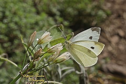 Cabbage White Butterfly, Pieris rapae, family Pieridae  Australia,Fall,Geotagged,Pieris rapae,Small White