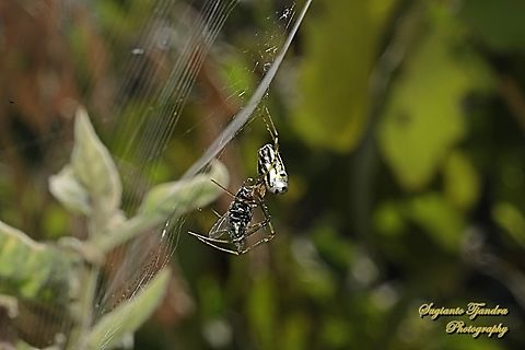 Silver Orb Spider, Leucauge dromedaria, female w/prey  Australia,Fall,Geotagged,Humped silver orb spider,Leucauge dromedaria