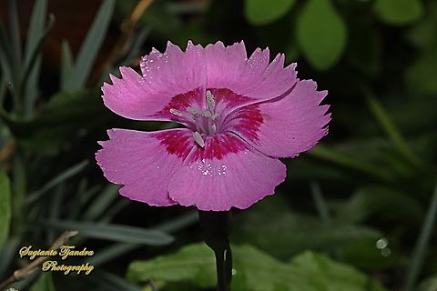 The Alpine Pink flower, Dianthus alpinus, family Caryophyllaceae  Alpine pink,Australia,Dianthus alpinus,Fall,Geotagged