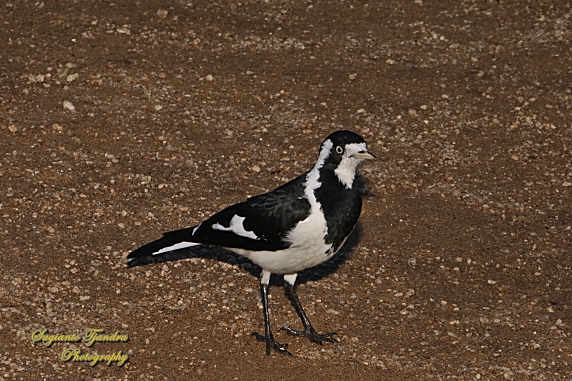 Magpie-lark, Grallina cyanoleuca  Australia,Fall,Geotagged,Grallina cyanoleuca,Magpie-lark
