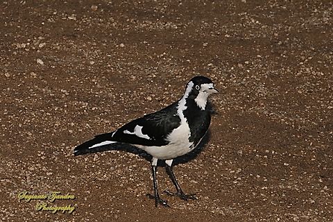 Magpie-lark, Grallina cyanoleuca  Australia,Fall,Geotagged,Grallina cyanoleuca,Magpie-lark