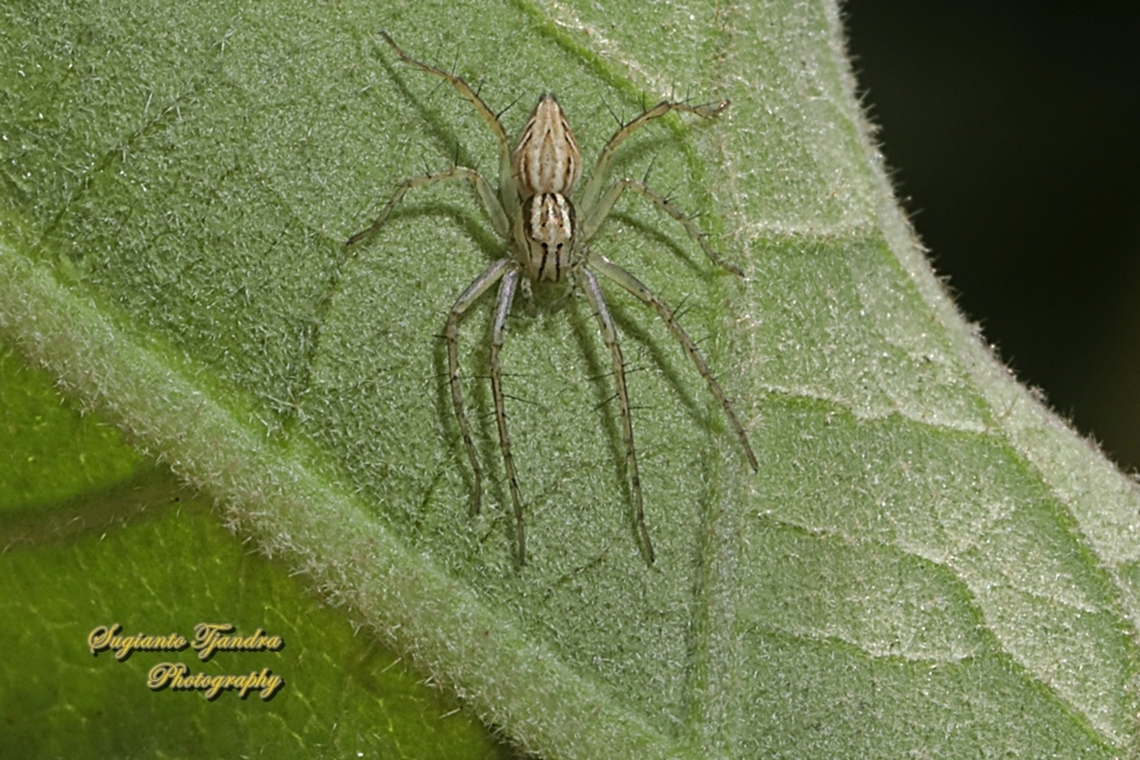 Lynx Spider, Oxyopes Sp.  Australia,Fall,Geotagged