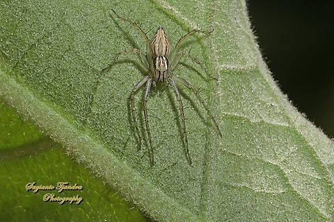 Lynx Spider, Oxyopes Sp.  Australia,Fall,Geotagged