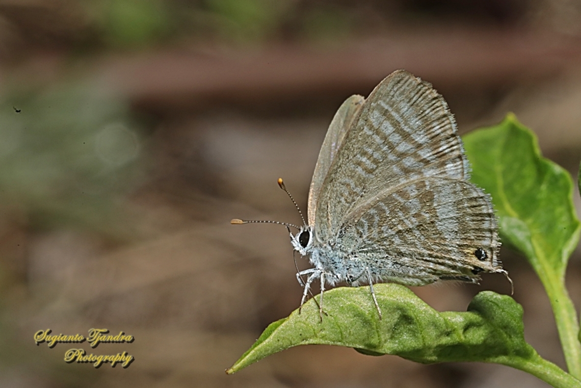 Long-tailed Pea-blue Butterfly, Lampidas boeticus, family Lycaenidae  Australia,Fall,Geotagged,Lampides boeticus,Long-tailed pea-blue