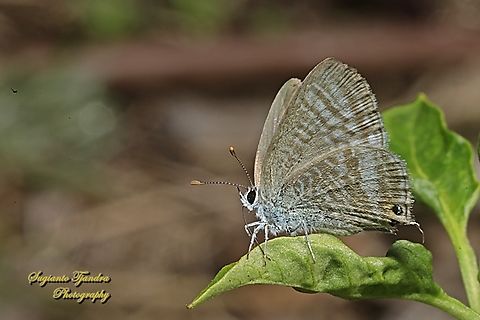 Long-tailed Pea-blue Butterfly, Lampidas boeticus, family Lycaenidae  Australia,Fall,Geotagged,Lampides boeticus,Long-tailed pea-blue