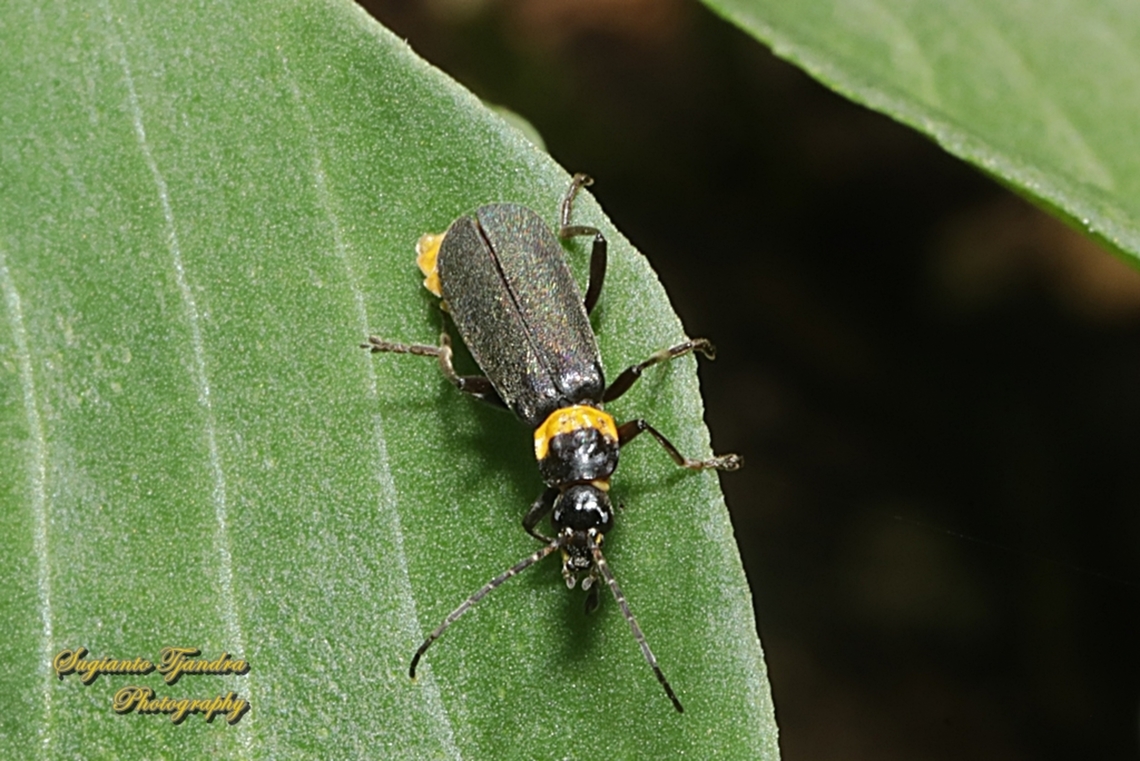 Plague Soldier Beetle, Chauliognathus lugubris, family Cantharidae  Australia,Chauliognathus lugubris,Fall,Geotagged,Plague soldier beetle