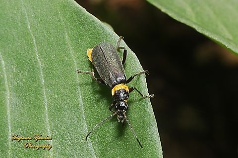Plague Soldier Beetle, Chauliognathus lugubris, family Cantharidae  Australia,Chauliognathus lugubris,Fall,Geotagged,Plague soldier beetle