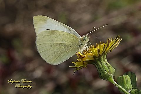 Cabbage White Butterfly, Pieris rapae, family Pieridae  Australia,Fall,Geotagged,Pieris rapae,Small White