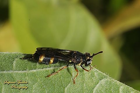Wasp-hover fly, Paramixogaster Sp. (???)  Australia,Fall,Geotagged
